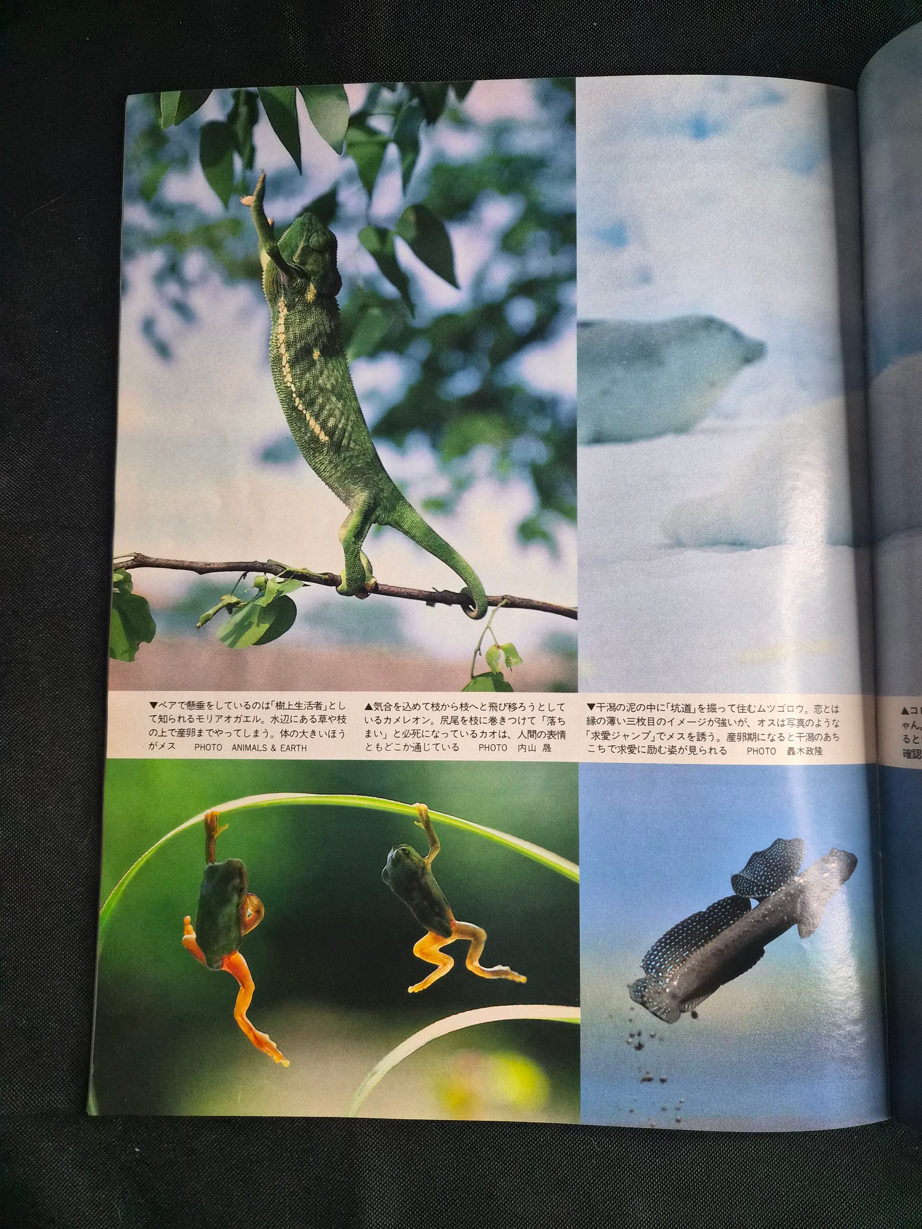Friday Japan Entertainment Magazine 4/24/92 Chikako Kaku Cover Gravure Import